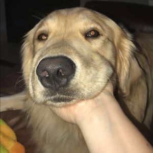 Meet your Posher, Ally